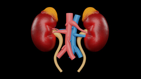 Human Kidneys 3D Model - Realistic Human Kidneys Anatomy