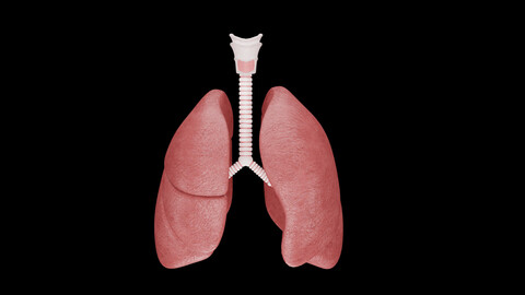 Human Lungs 3D Model - Realistic Human Lungs Anatomy