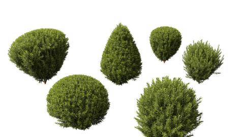 Thuja occidentalis Teddy – Northern white-cedar