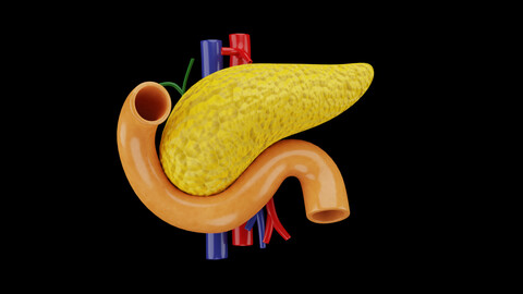 Human Pancreas 3D Model - Realistic Human Pancreas Anatomy