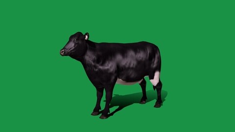 Black Cattle Mammal