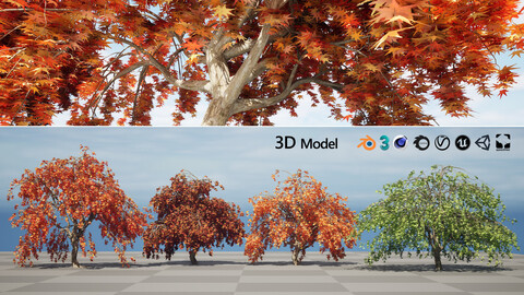 Four Seasons Weeping Japanese Maple 3D Model