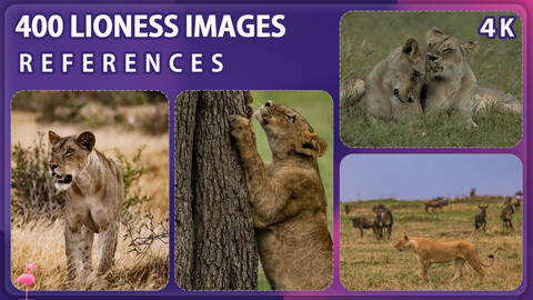 400 Lioness Image Reference Pack – Vol 1