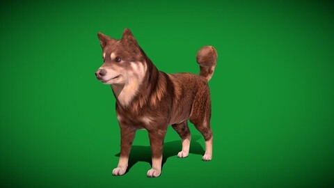 Finnish Lapphund Dog Breed