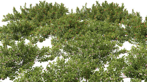 Arctostaphylos uva-ursi – common bearberry