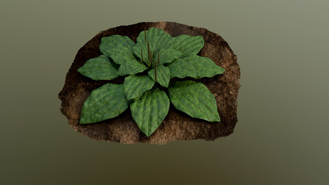 3D Low-Poly Mode Plant Plantain