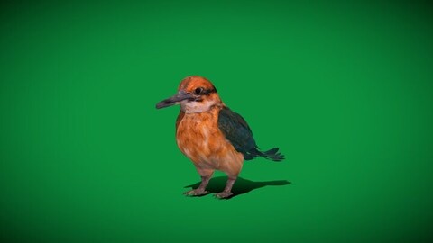 Guam Micronesian Kingfisher