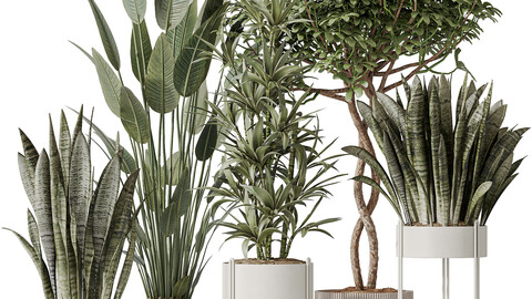 Indoor plants set 58