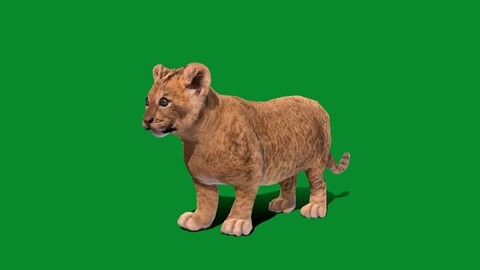 Young Lion Cub