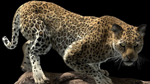 High Detailed 3D Model | Leopard Rigged XGEN