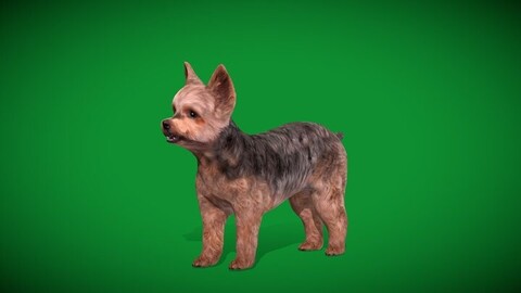 Yorkshire Terrier Dog