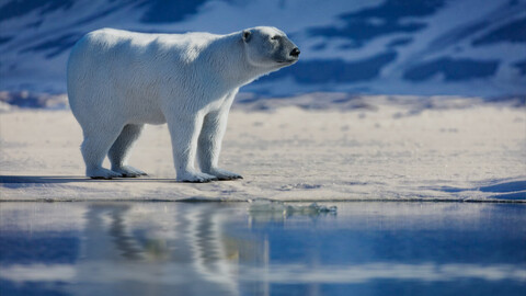 Polar Bear Game Ready 3D Model