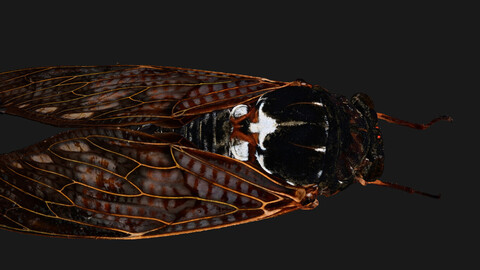 insect-cicada (Photogrammetry, Photoscan, 3Dscan)