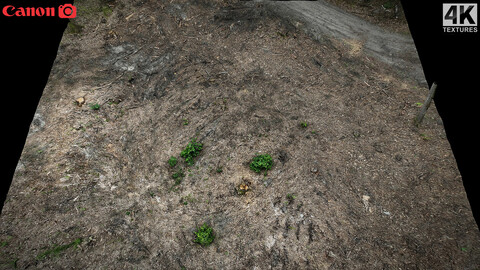 forrest ground cutted trees photogrammetry