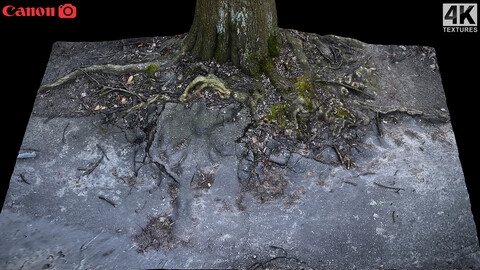 tree roots road asphalt debris part2 photogrammetry