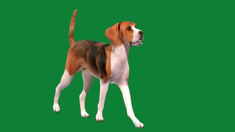 English Foxhound Dog