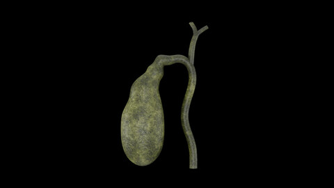 Gallbladder 3D Model - Realistic Human Gallbladder Anatomy