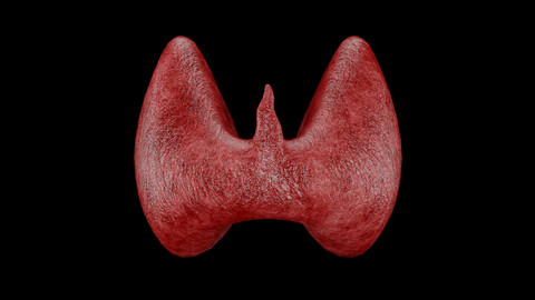 Thyroid 3D Model - Realistic Human Thyroid Anatomy