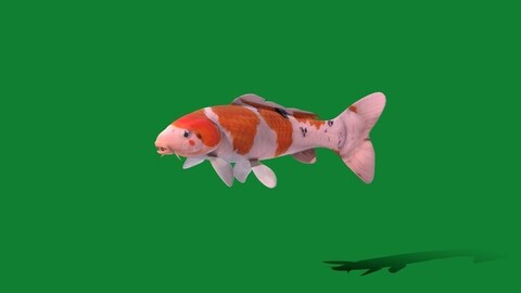 Nishikigoi Koi Fish