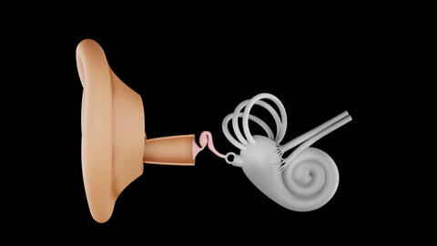 Ear 3D Model - Realistic Human Ear Anatomy