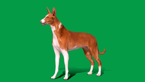 Ibizan Hound Dog