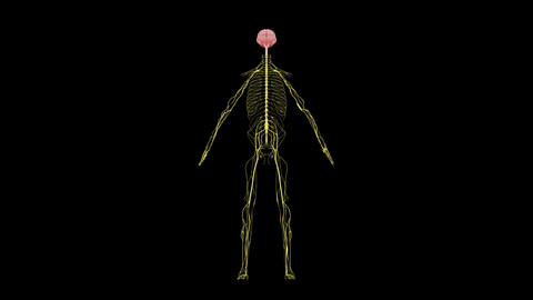 Nervous system 3D Model - Realistic Human Nervous system Anatomy