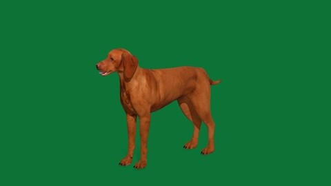 Hungarian Vizsla Dog Breed