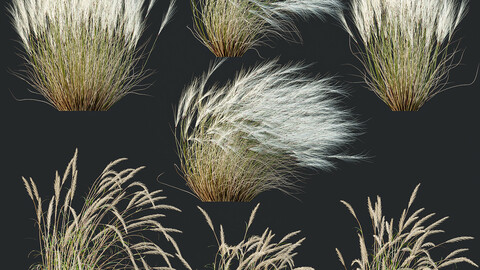 Stipa Tenuissima Ostnica Mocna Pony Tails and Calamagrostis Acutiflora Karl Foerster