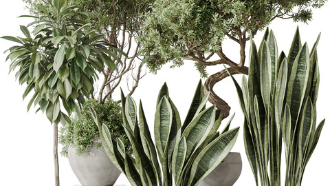 Indoor plants set 82 Ficus Cyathistipula and Green Sansevieria