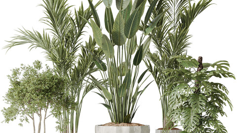 Indoor plants set 83 Areca Majesty Palm and ParadiseBird