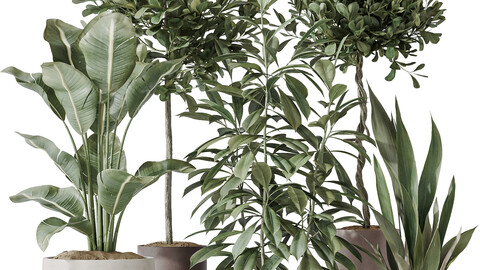 Indoor plants set 74 Ficus Microcarpa Indian Laurel and Ficus Cyathistipula African