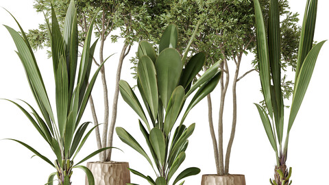 Indoor plants set 68 Wilsonii Chemlali Olive and Coconut Palm