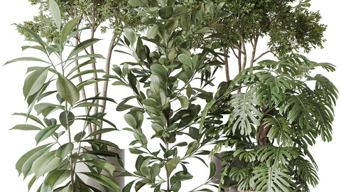 Indoor plants set 76 Wilsonii Chemlali Olive and Elegant Monstera and Ficus Microcarpa