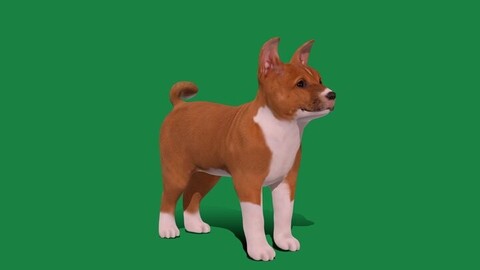 Basenji Puppy Dog