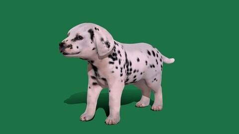 Dalmatian Puppy Dog