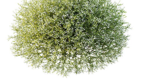 HQ Plants Gypsophila Paniculata Snowflake Breath