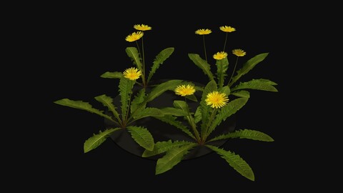 Blooming dandelion yellow flower Low-poly