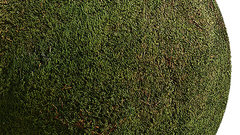 Moss Seamless Texture Patterns 2k (2048*2048) | EXR 5 | JPG 5 File Formats. (1K preview image)