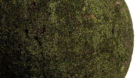 Moss Seamless Texture Patterns 2k (2048*2048) | EXR 5 | JPG 5 File Formats. (1K preview image)