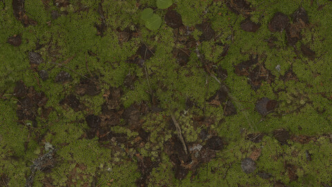 Moss Seamless Texture 2k (2048*2048) | EXR 5 | JPG 5 File Formats All Texture Apply After Object Look Like A 3D. (1K preview image)