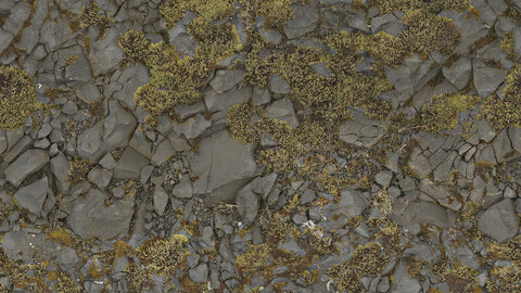 Moss Seamless Texture 2k (2048*2048) | EXR 5 | JPG 5 File Formats All Texture Apply After Object Look Like A 3D. (1K preview image)