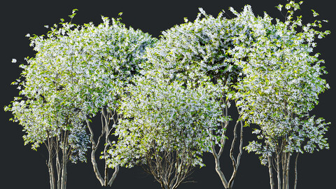 Amelanchier lamarckii Bush