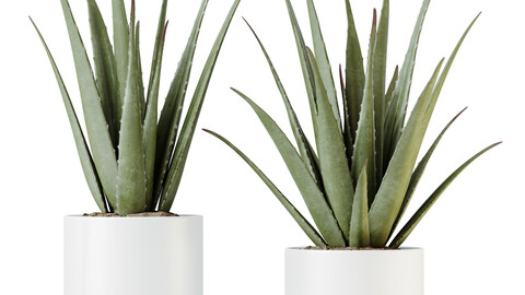 HQ HousePlants Aloe Vera Succulents