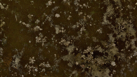 Moss Seamless Texture 2k (2048*2048) | EXR 5 | JPG 5 File Formats All Texture Apply After Object Look Like A 3D. (1K preview image)