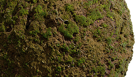 Moss Seamless Texture Patterns 2k (2048*2048) | EXR 5 | JPG 5 File Formats. (1K preview image)