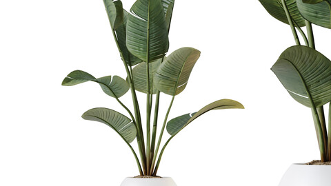 HQ HousePlants Bird Of Paradise Strelitzia Reginae Nicolai