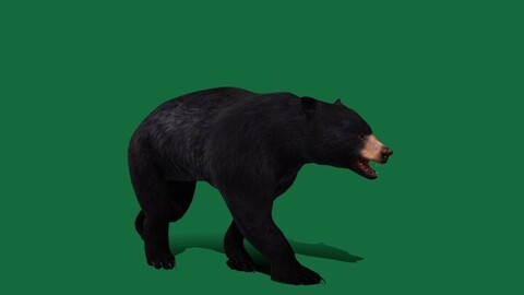 American Black Bear