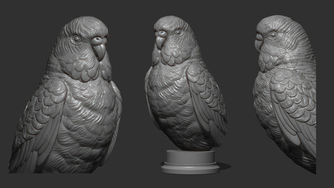 Budgerigar bust