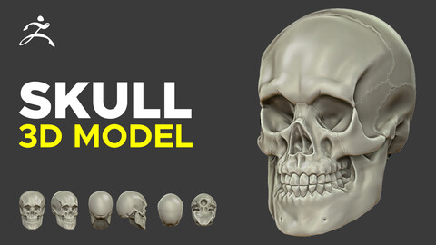 Skull - 3D Model - Anatomy