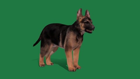 Alsatian Puppy Dog